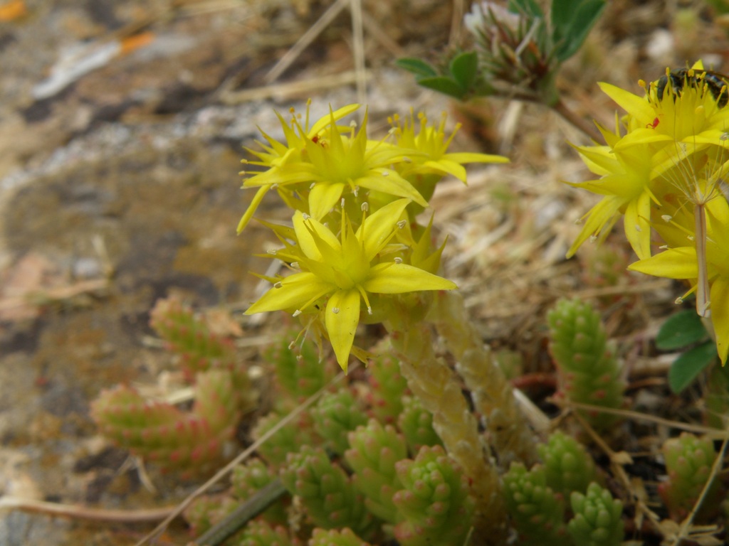 Sedum acre
